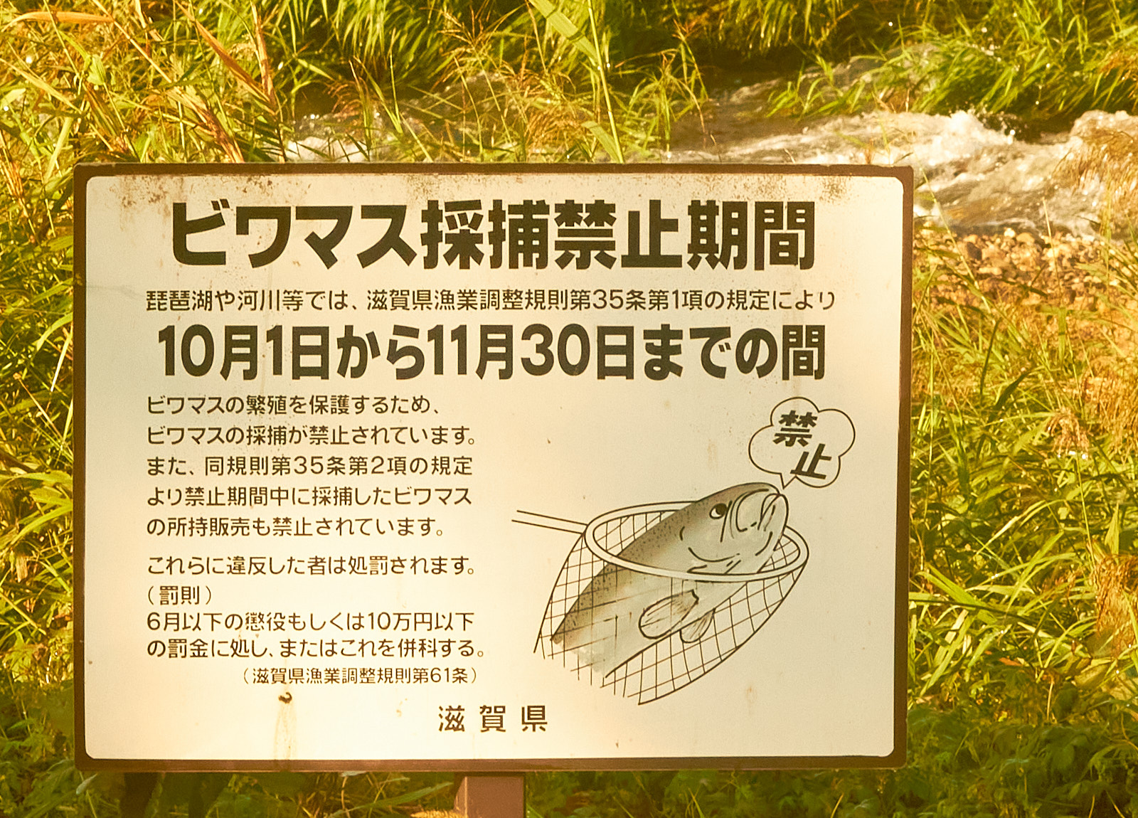 Makino – The Biwa trout