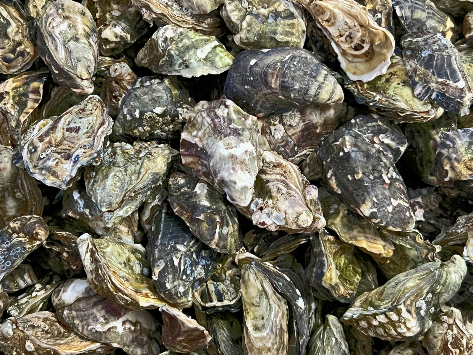 11 - Cancale, oysters