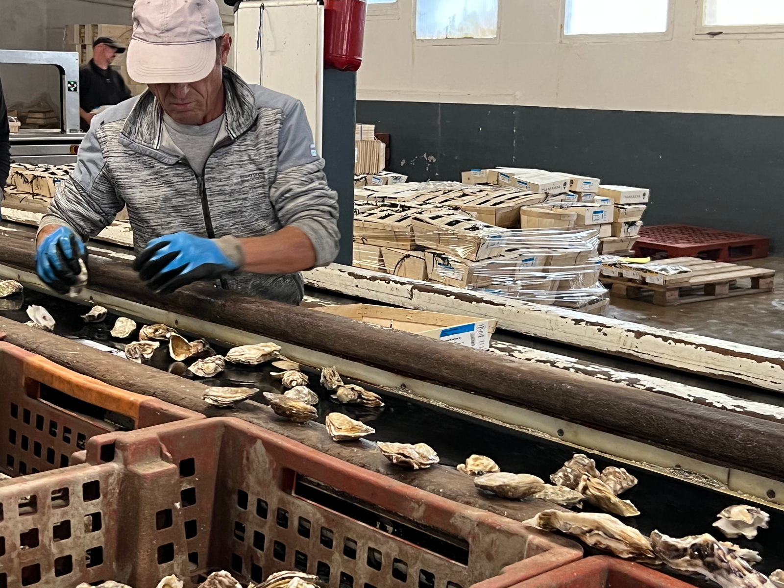 13 – Cancale, sorting of oysters