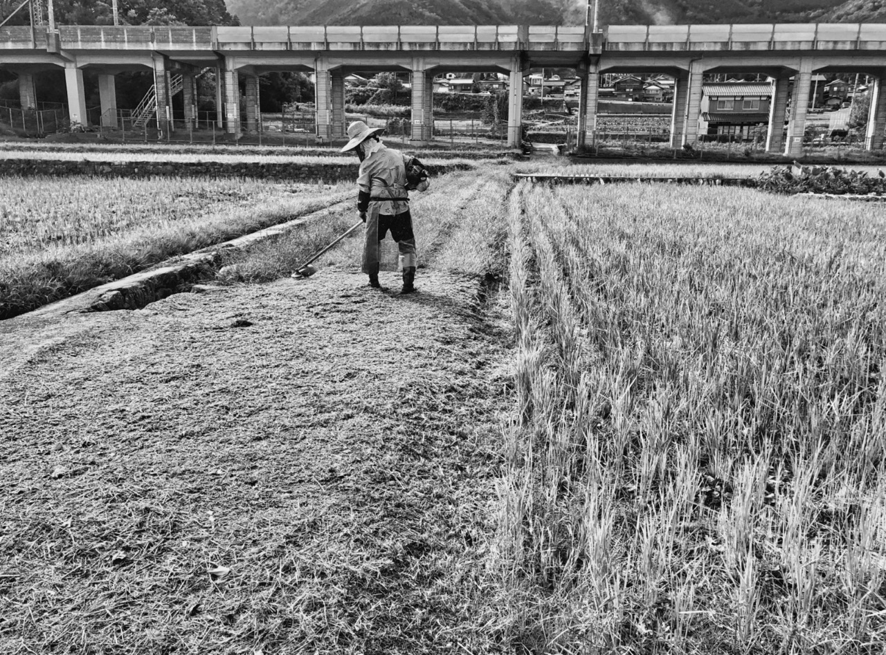 Farmer in a rice field; in the background a Shinkansen line