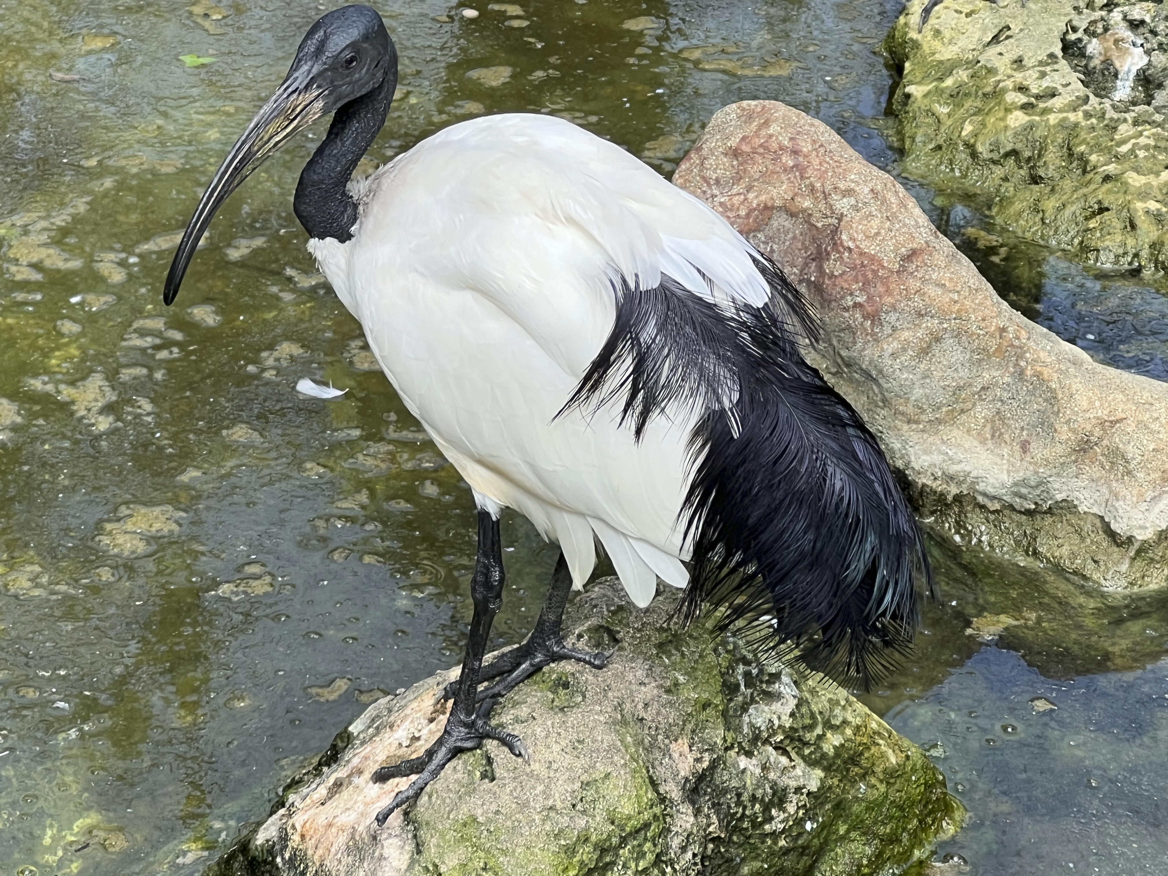 Threskiornis aethiopicus (Threskiornithidae), African sacred ibis