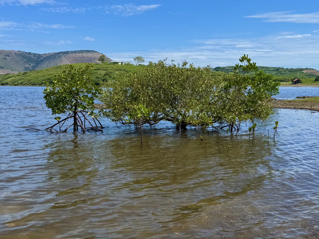 Mangrove, Bouraké