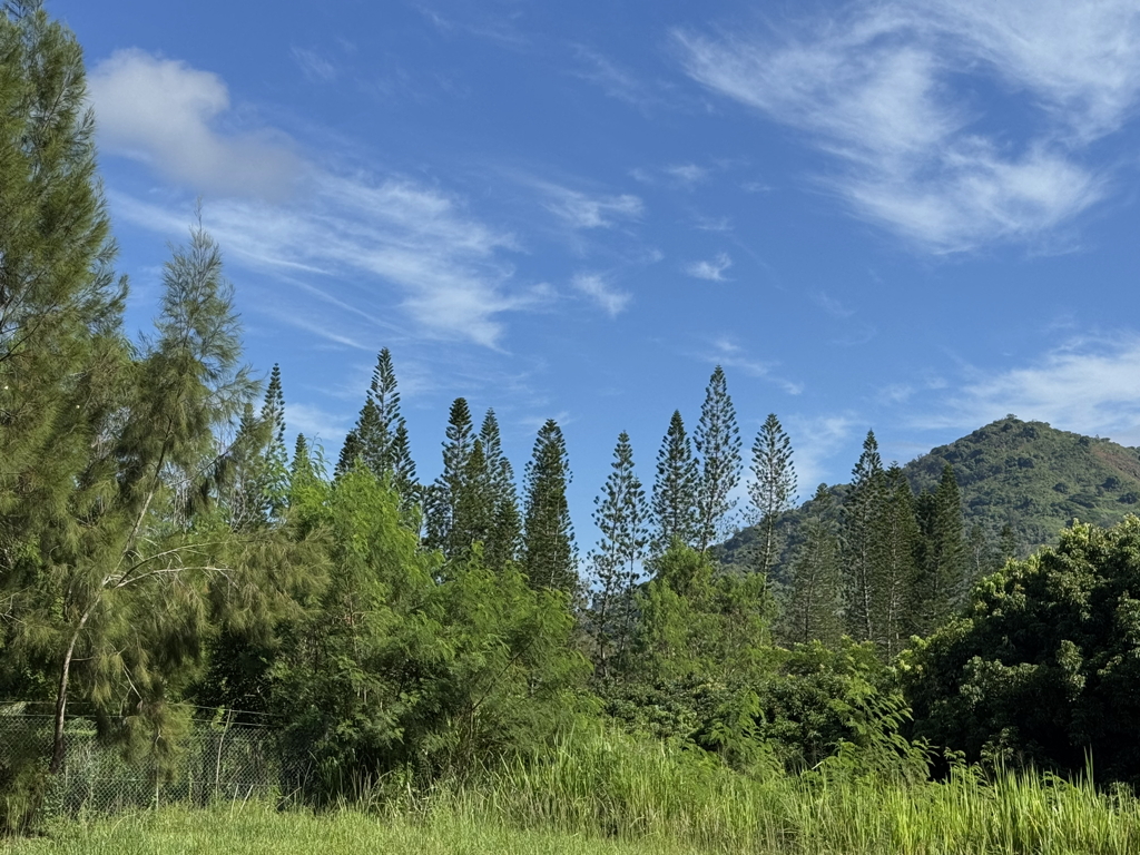 Tree diversity