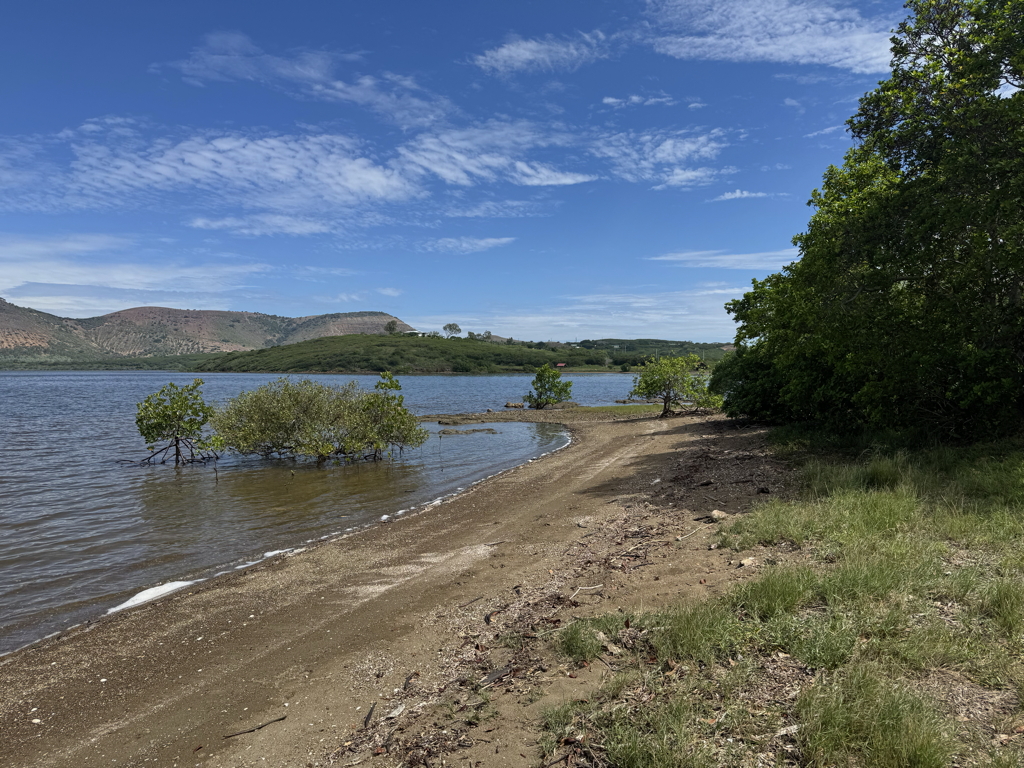 Mangrove, Presqu’île de Lebris