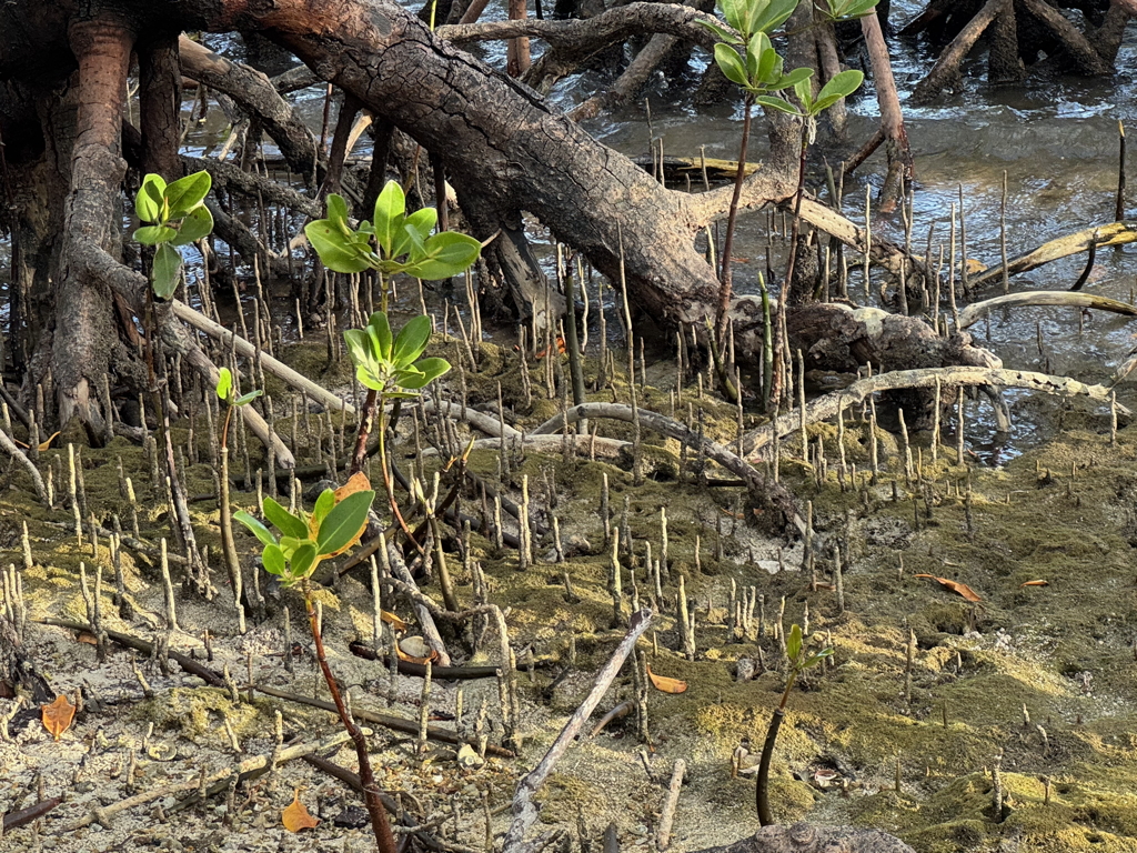 Mangrove, Presqu’île de Ouano