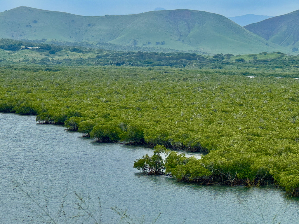 Mangrove