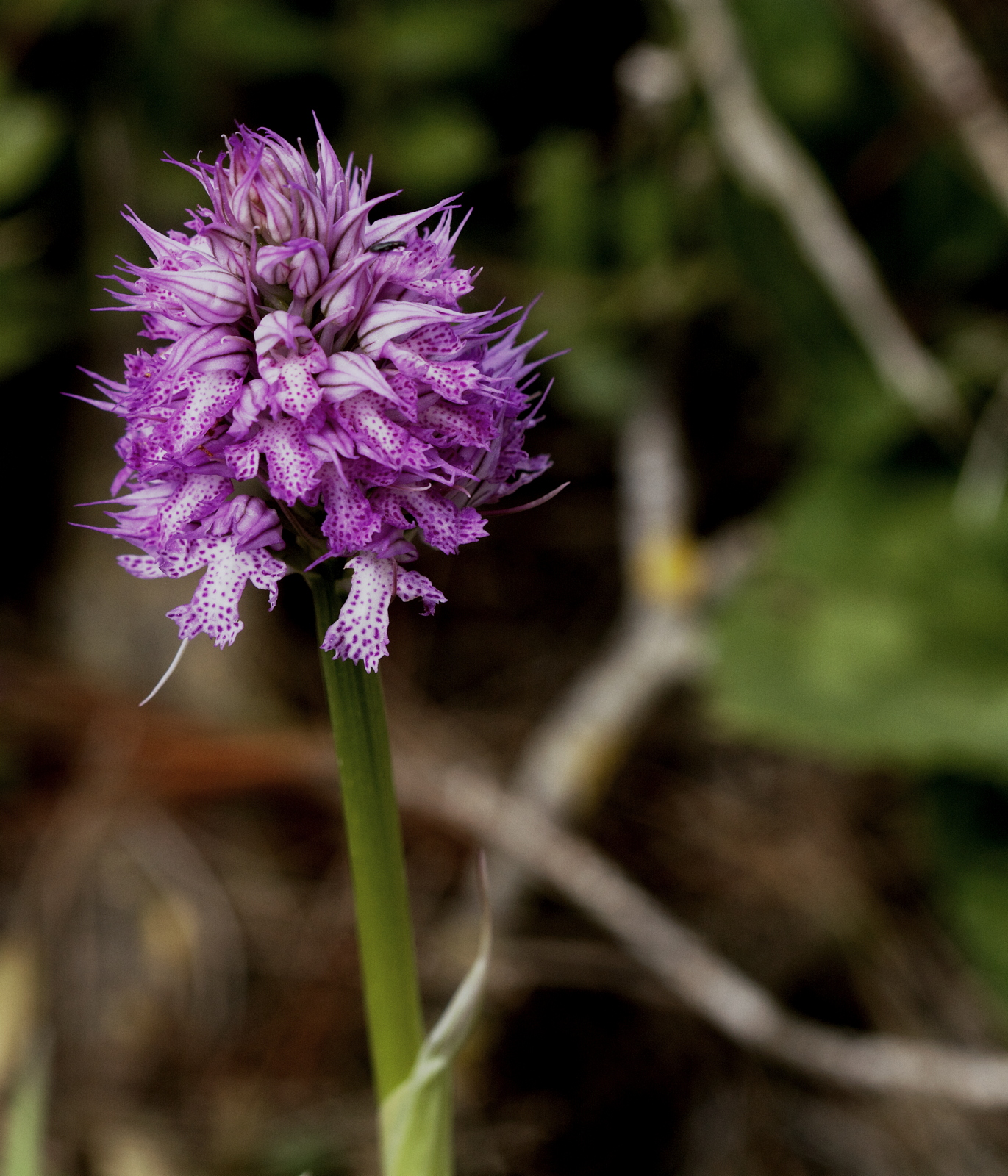 Orchis tridentata (Orchidaceae)