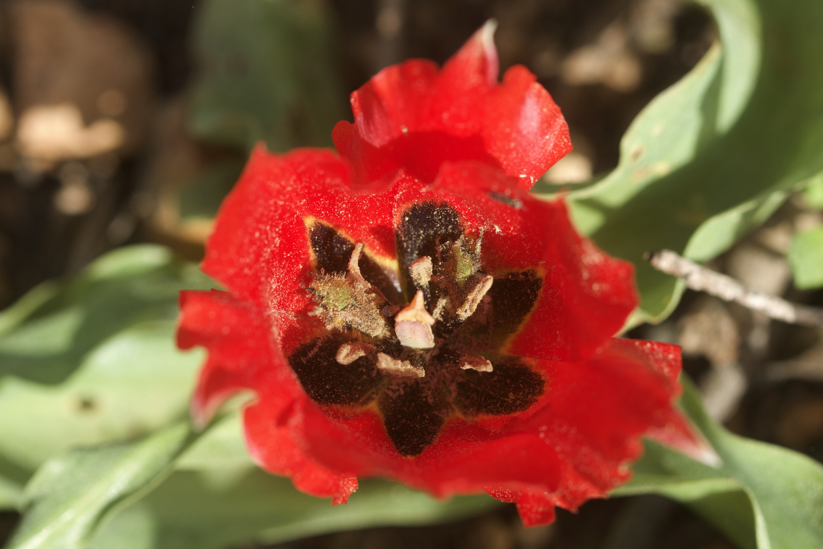 Tulipa agenensis (Liliaceae)