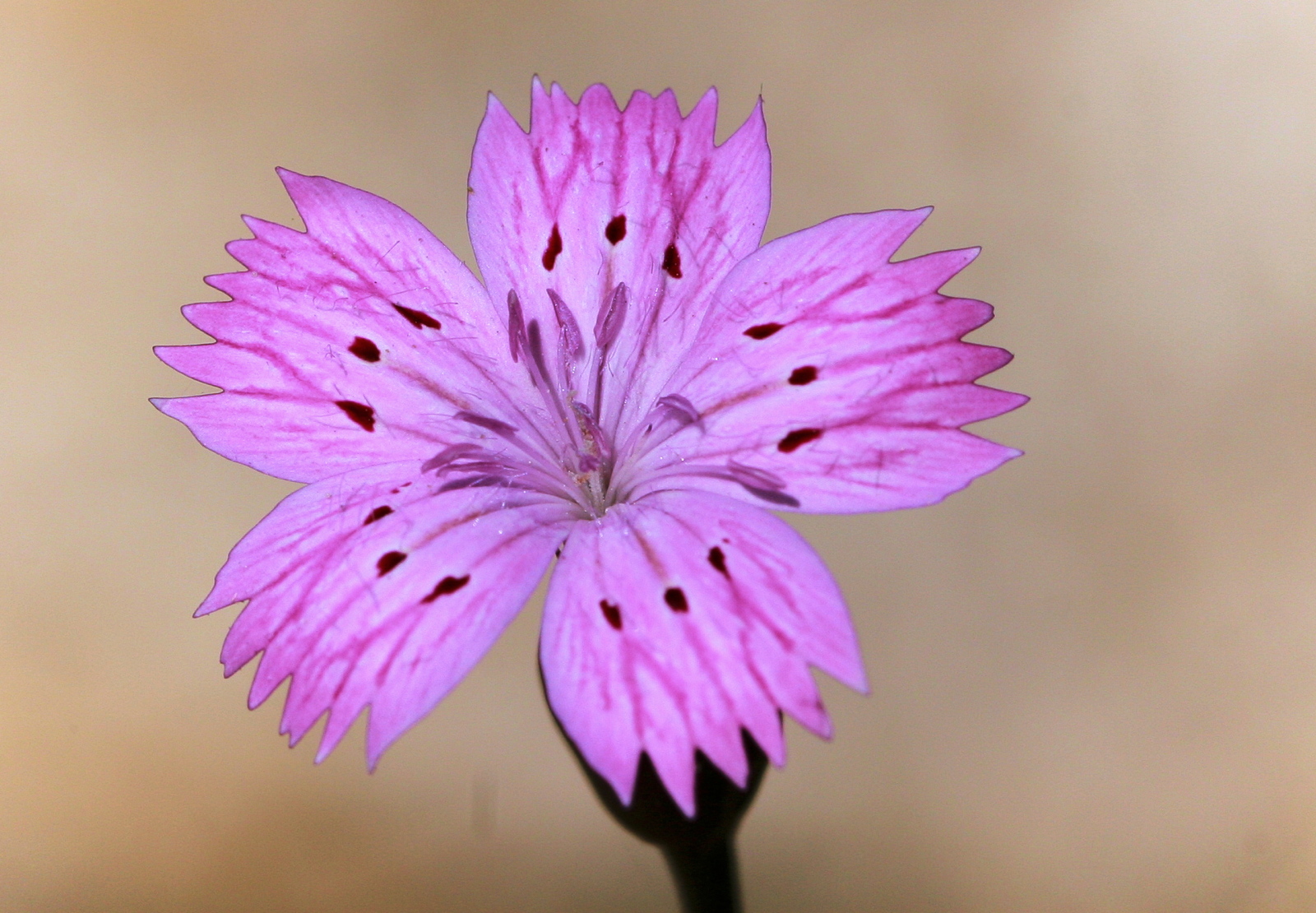 Dianthus tripunctatus (Caryophyllaceae)