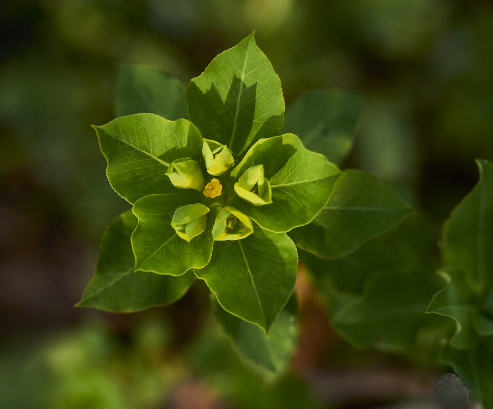 Euphorbia helioscopia (Euphorbiaceae)