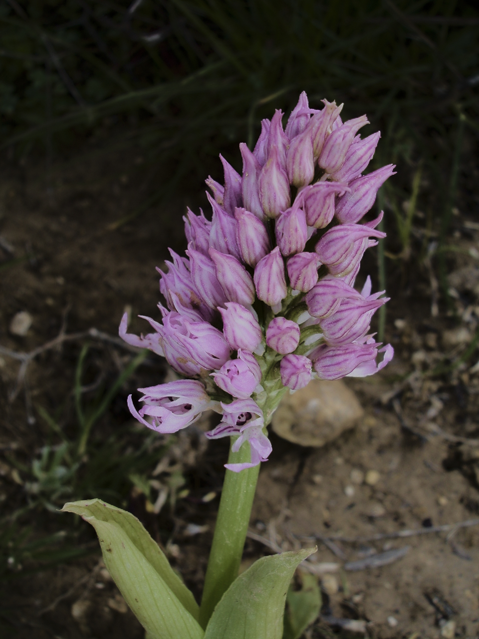 Orchis tridentata_(Orchidaceae), Israel