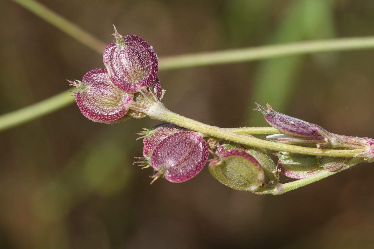 Tordylium carmeli (Apiaceae), Israel