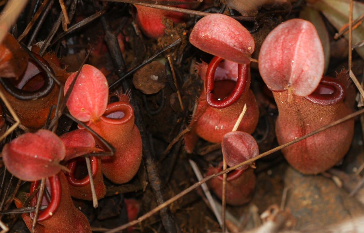 Nepenthes vieillardii (Nepenthaceae), lower pitchers, New Caledonia 