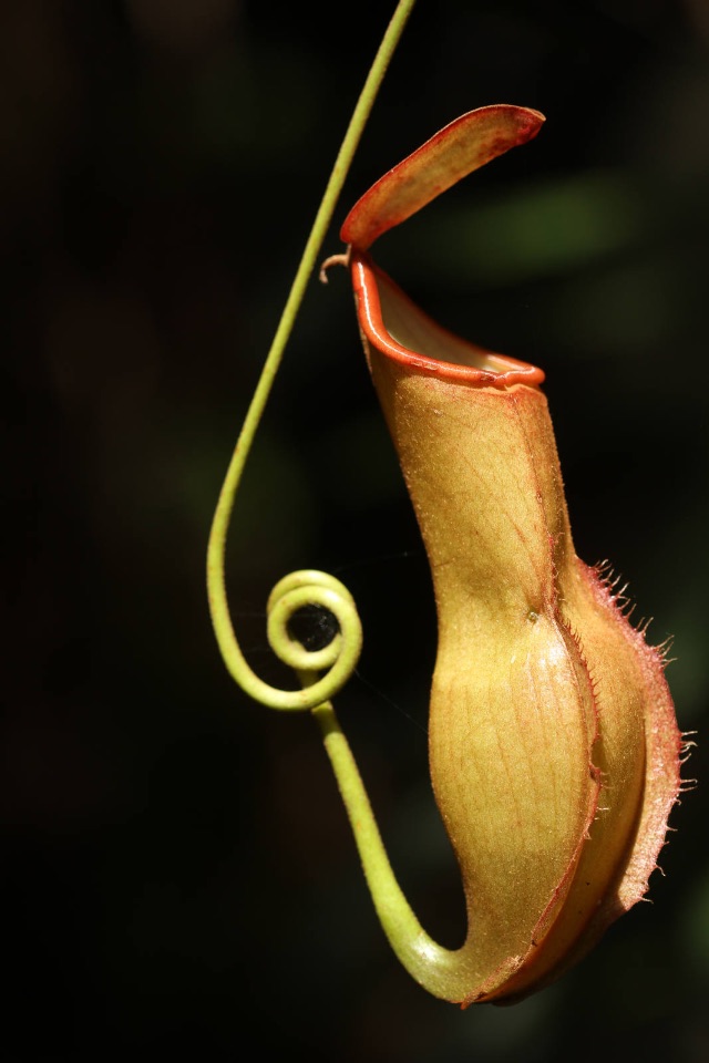 Nepenthes vieillardii (Nepenthaceae), upper pitcher, New Caledonia