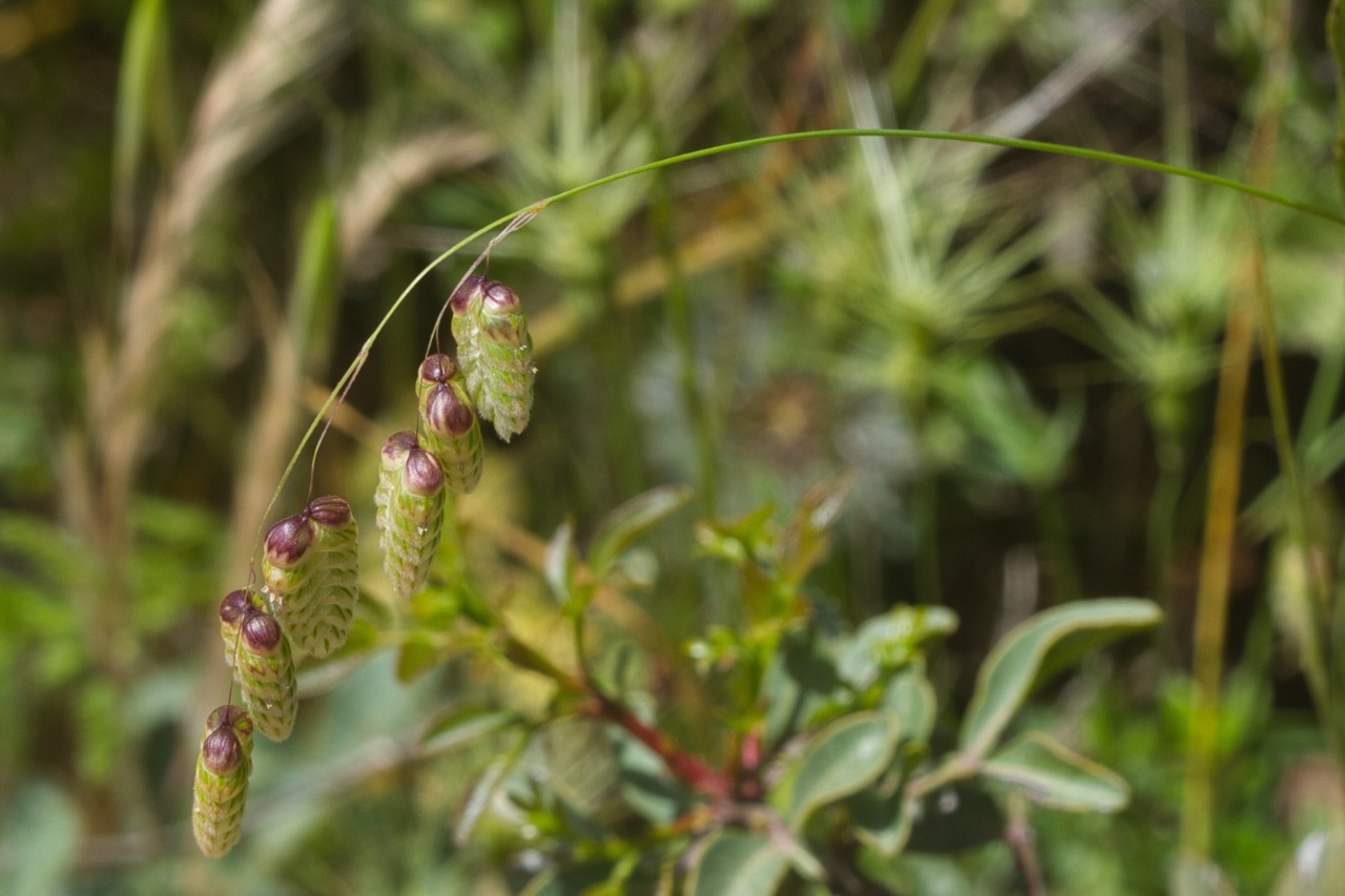 Briza maxima L. (Graminea or Poaceae), Israel