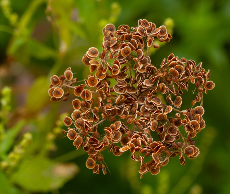 Tordylium sp. (Apiaceae), Israel