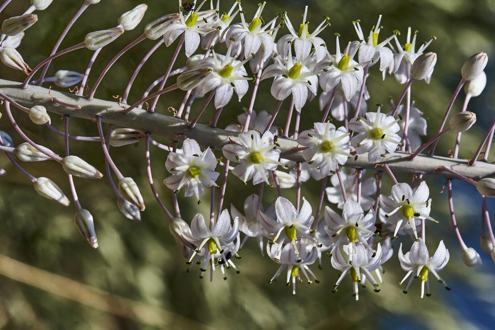 Urginea maritima or Drimia maritima (Liliaceae), Israel