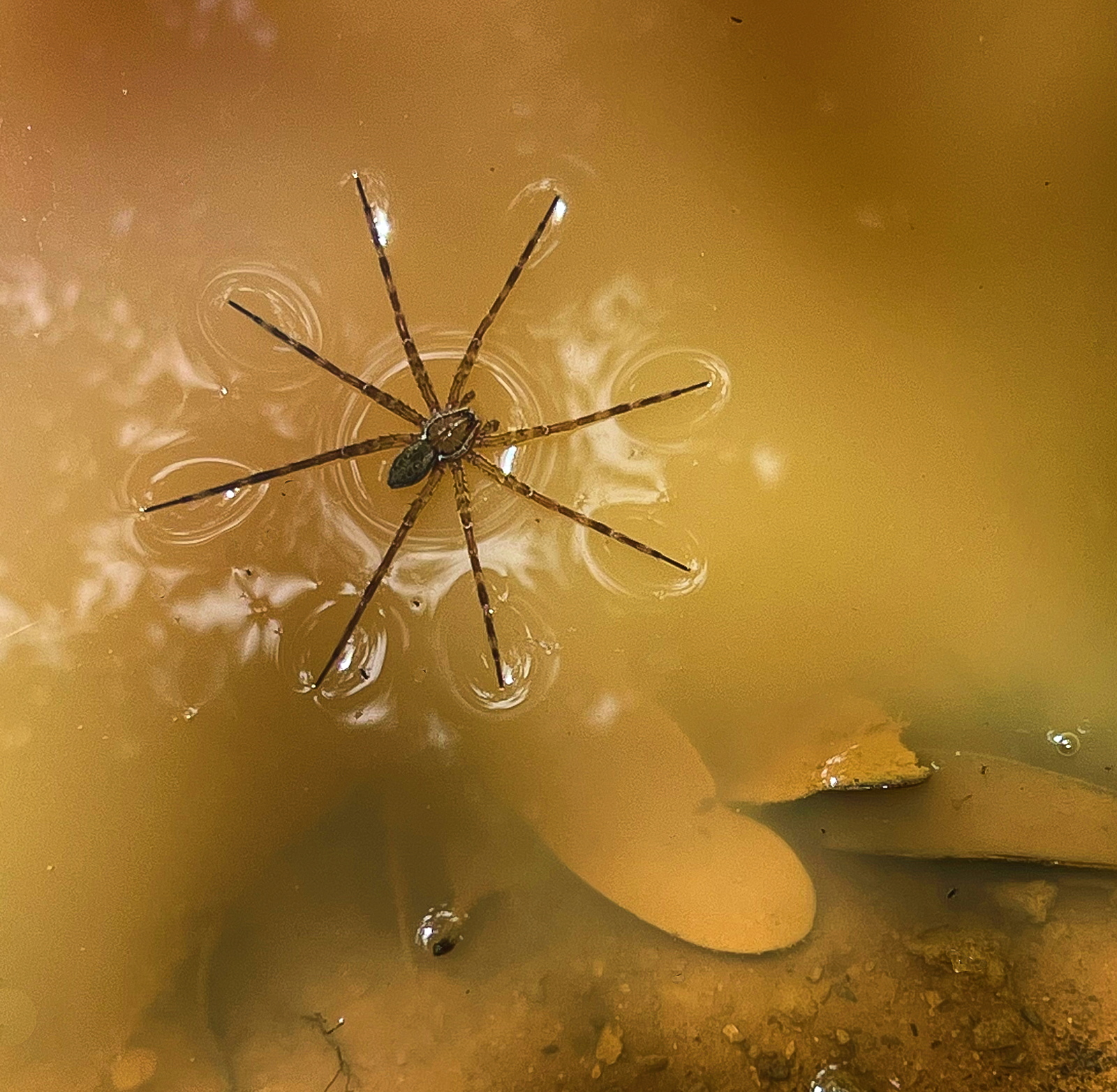 4 – Dolomedes lafoensis  or  D. neocaledonicus (Pisauridae)