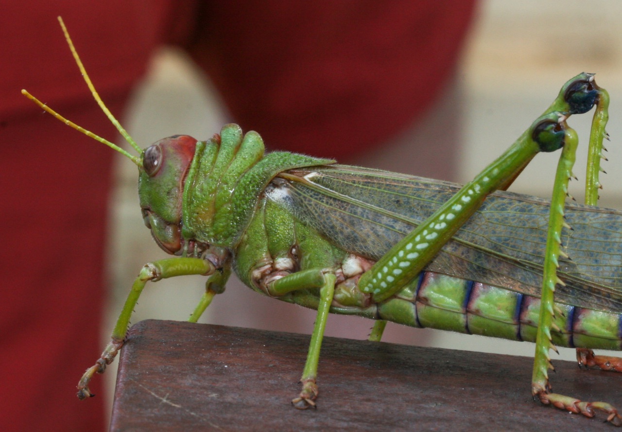 11 – Locust