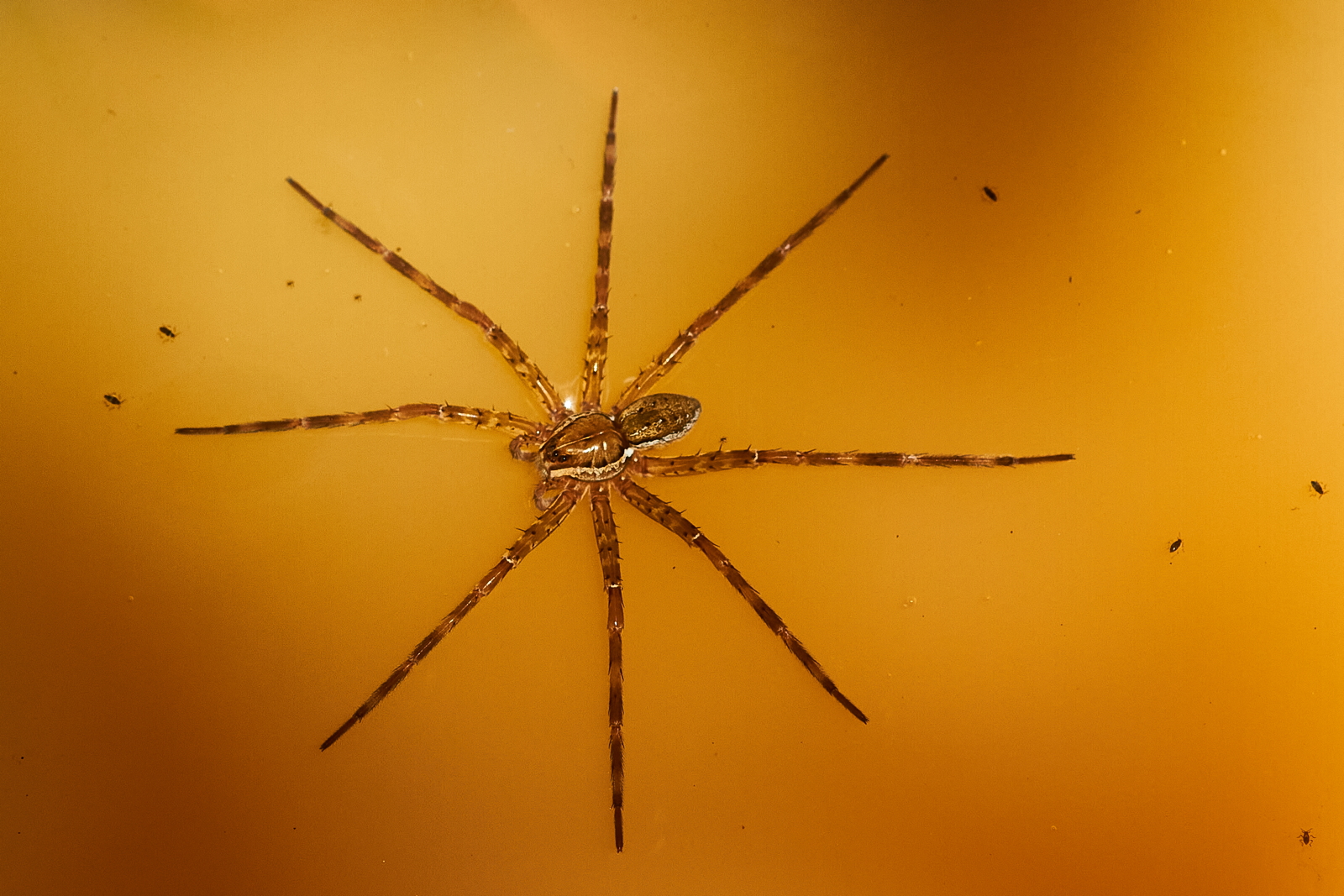 5 – Dolomedes lafoensis  or  D. neocaledonicus (Pisauridae)