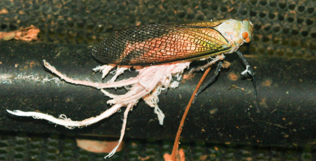 8 – Pterodictya reticularis (Fulgoridae)
