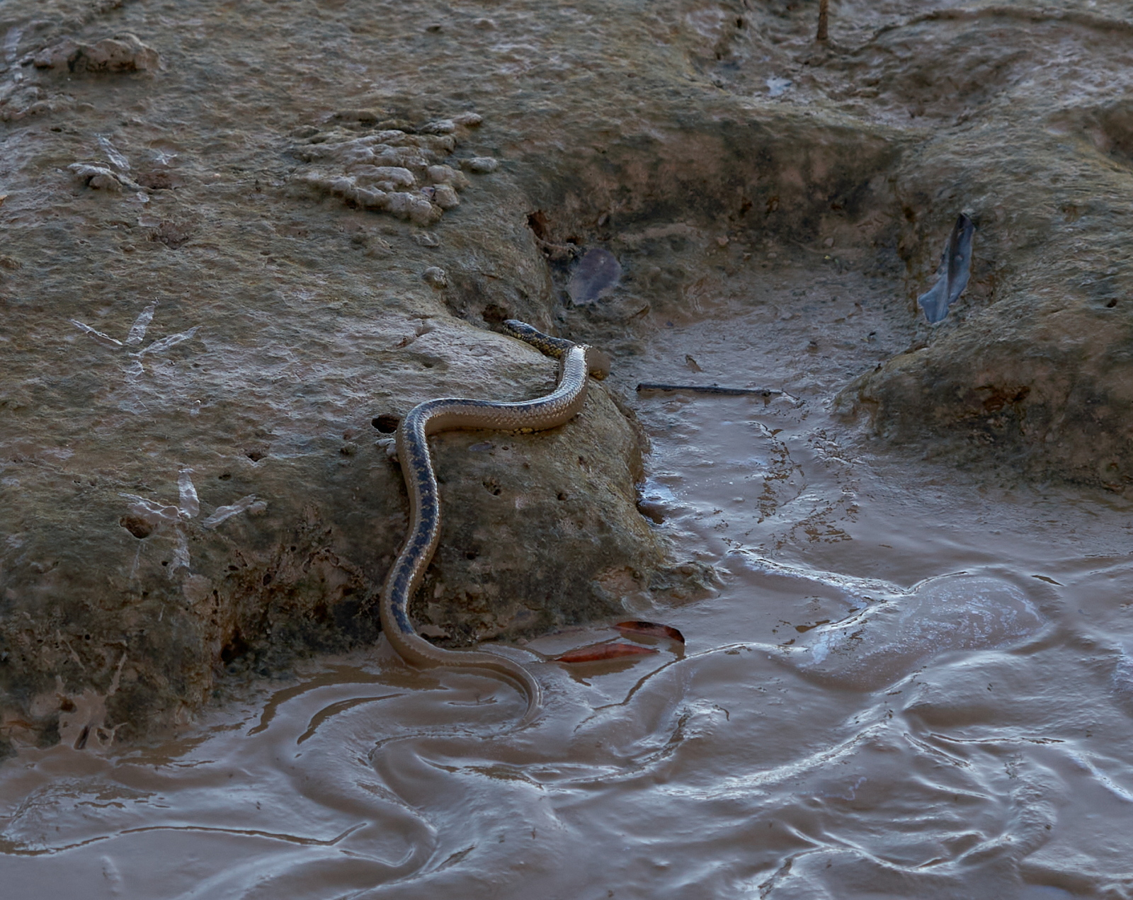 Erythrolamprus cobella or mangrove snake (Dipsadidae)