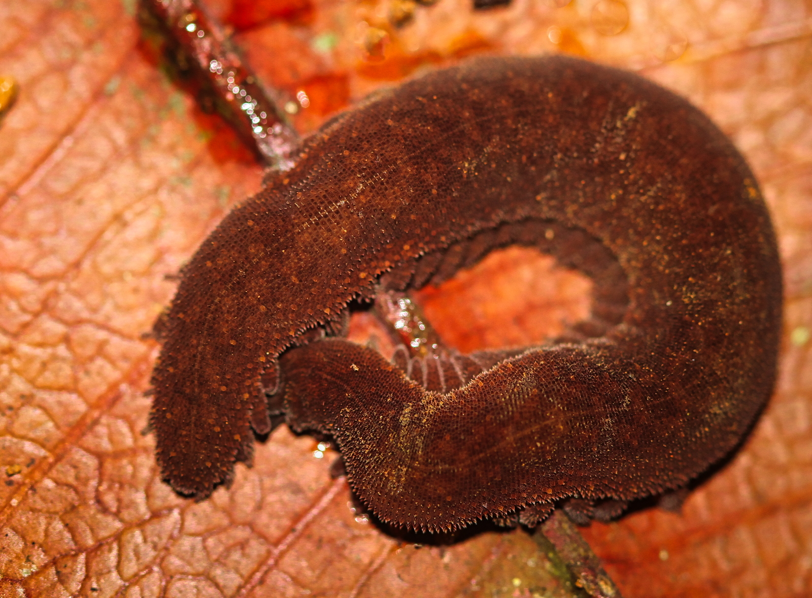 Onychophora or velvet worm